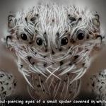 white_hair_spider.jpg