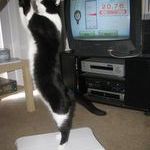 wii_fit_for_cats.jpg