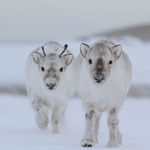 winter_baby_reindeer.jpg