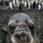 world_s_first_sealfie.jpg
