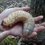 worm2.jpg