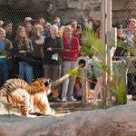 would_you_play_tug_of_war_with_a_450_pound_tiger.jpg