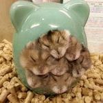 yo_dawg_we_heard_you_like_hamsters.jpg