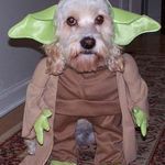yoda_dog.jpg