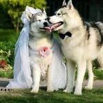 you_may_kiss_the_bride.jpg