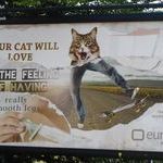 your_cat_will_love.jpg