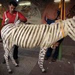 zebra_for_the_palestinian_zoo.jpg